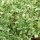 Erba cristallina (Mesembryanthemum crystallinum) semi
