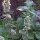Erba gatta citridora (Nepata cataria ssp. citriodora) semi