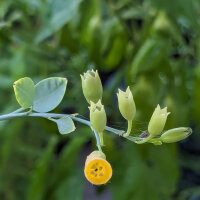 Tabacco glauco (Nicotiana glauca) semi