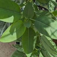 Tabacco glauco (Nicotiana glauca) semi