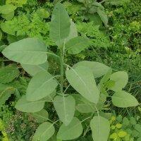 Tabacco glauco (Nicotiana glauca) semi