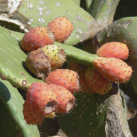 Fico dIndia (Opuntia ficus-indica) semi