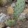 Fico dIndia a spine scure (Opuntia phaeacantha) semi