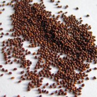 Origano (Origanum vulgare) semi