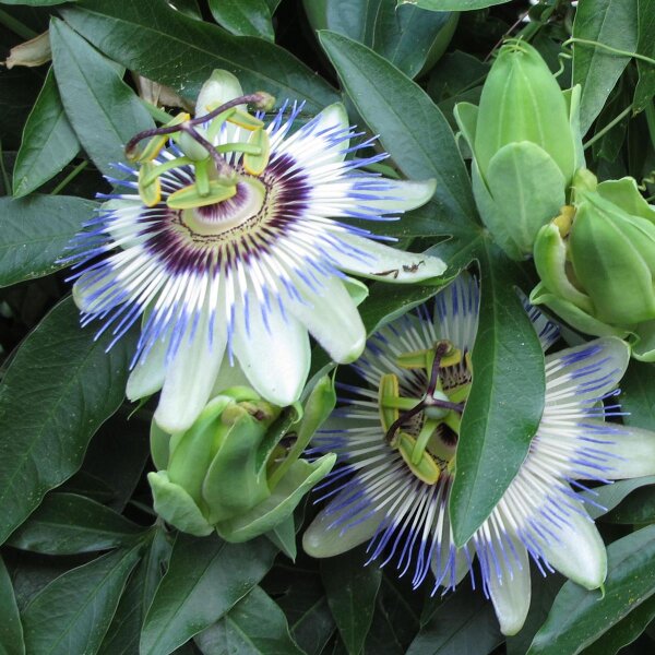 Passiflora blu (Passiflora caerulea) semi