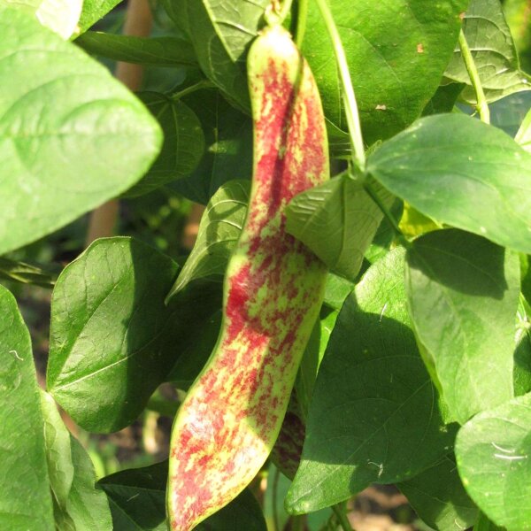 Fagiolo Borlotto Lingua Di Fuoco (Phaseolus vulgaris) semi