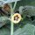 Ribes del Capo / Uciuva (Physalis peruviana) semi