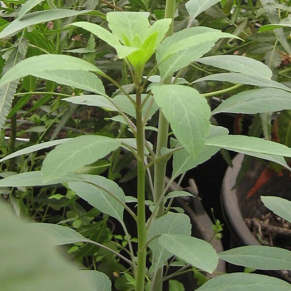 Quirquina / Coriandolo boliviano (Porophyllum ruderale ssp. macrocephalum) semi