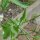 Ravanello coda di topo (Raphanus caudatus) semi
