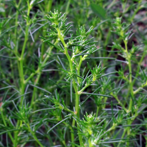 Barba di frate (Salsola soda) semi