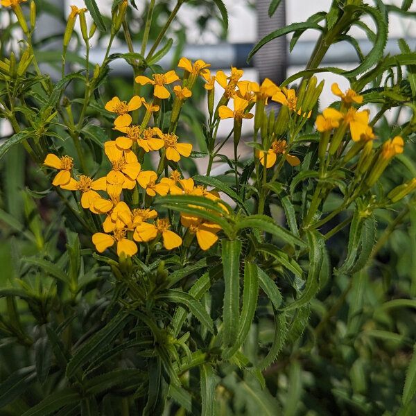 Tagete / Garofano indiano (Tagetes lucida) semi