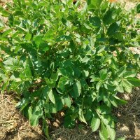 Miscela di antiche varietà di patate (Solanum tuberosum) semi