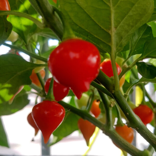 Peperoncino Biquinho (Capsicum chinense ) semi