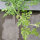 Anguria Golden Midget (Citrullus lanatus) semi