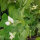 Pisello mangiatutto / Pisello mezza rama Delikett (Pisum sativum) semi