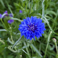 Bouquet di fiori blu