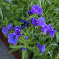 Bouquet di fiori blu