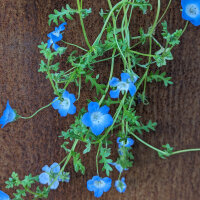 Bouquet di fiori blu