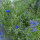 Bouquet di fiori blu