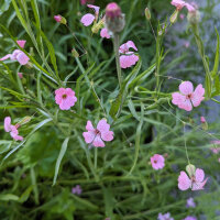 Bouquet di fiori rosa