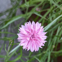 Bouquet di fiori rosa