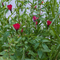 Bouquet di fiori rosso