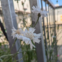 Bouquet di fiori bianchi