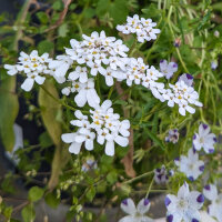 Bouquet di fiori bianchi