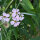 Bouquet di fiori bianchi