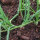 Cipolla De Barletta (Allium cepa) semi