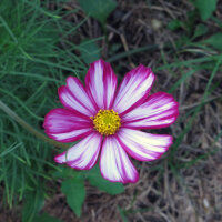 Cosmea (Cosmos bipinnatus) biologica semi