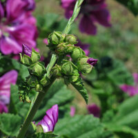 Mauretanische Malve  (Malva sylvestris ssp. mauritiana) Samen