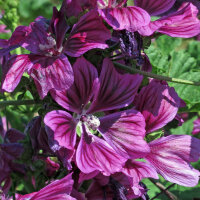 Mauretanische Malve  (Malva sylvestris ssp. mauritiana) Samen