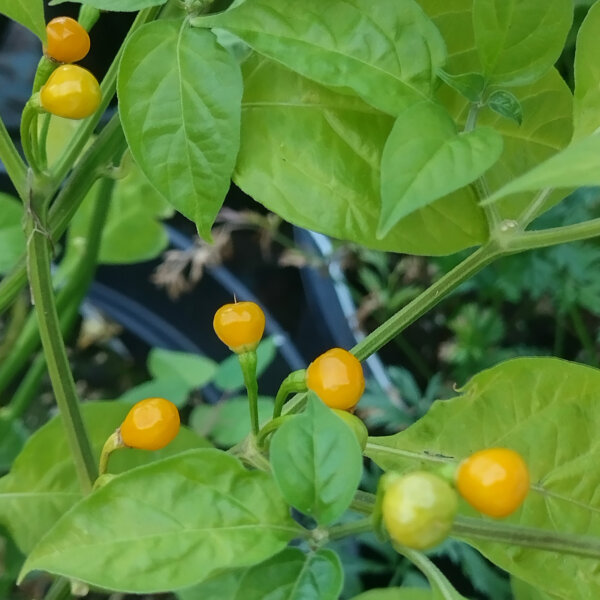 Peperoncino Ají Charapita (Capsicum chinense) semi