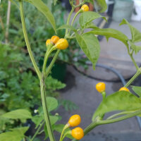 Peperoncino Ají Charapita (Capsicum chinense) semi