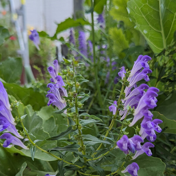 Scutellaria del Baikal (Scutellaria baicalensis) bio