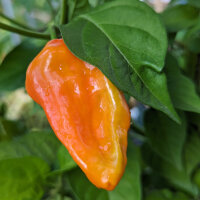 Peperoncino NuMex Suave Orange (Capsicum chinense) semi