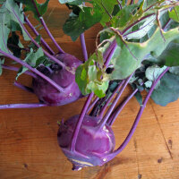 Cavolo rapa Blauer Delikatess (Brassica oleracea var. gongylodes) semi biologico