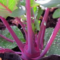 Cavolo rapa Blauer Delikatess (Brassica oleracea var....