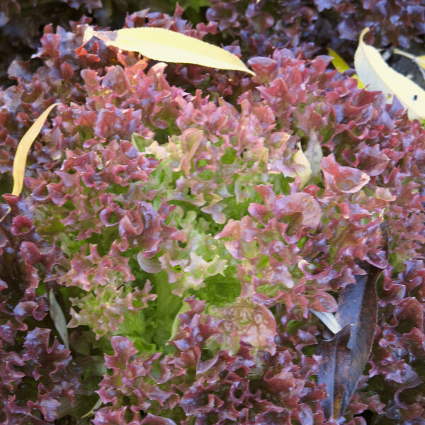 Lattuga Lollo Rossa (Lactuca sativa var. crispa) semi