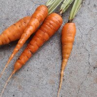 Carota nantese (Daucus carota) semi biologico