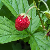 Alpine Strawberry Attila (Fragaria vesca var. semperflorens)