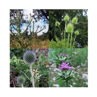 Thistles: Spiky splendour (organic) - seed kit