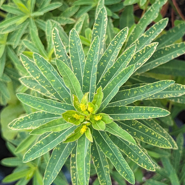 Euphorbia polychroma (Euphorbia epithymoides syn. polychroma)