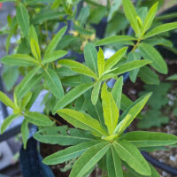 Euphorbia polychroma (Euphorbia epithymoides syn....