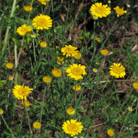 Camomilla dei tintori (Anthemis tinctoria) semi