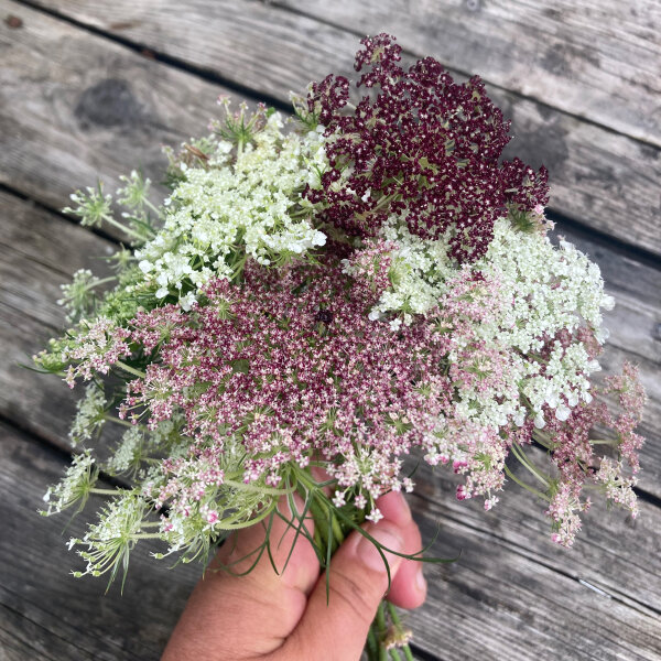 Carota selvatica viola Dara (Daucus carota ssp. carota)  semi