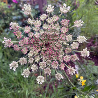 Carota selvatica viola Dara (Daucus carota ssp. carota)  semi