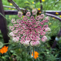 Carota selvatica viola Dara (Daucus carota ssp. carota)  semi