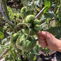 Pomodoro Ananas (Solanum lycopersicum) semi